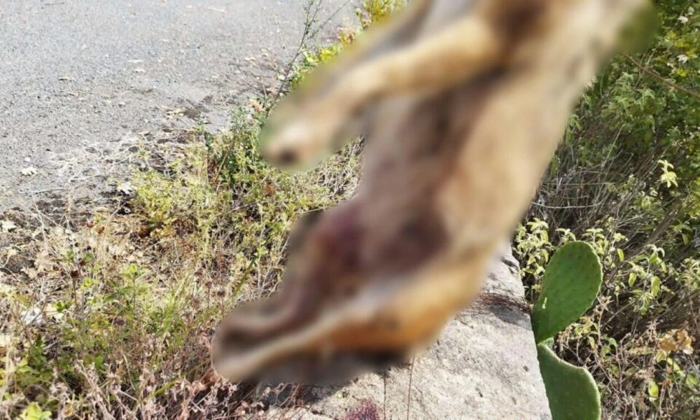 Εικόνες φρίκης στην Μάνη: Πυροβόλησαν και κρέμασαν αλεπού και τσακάλι